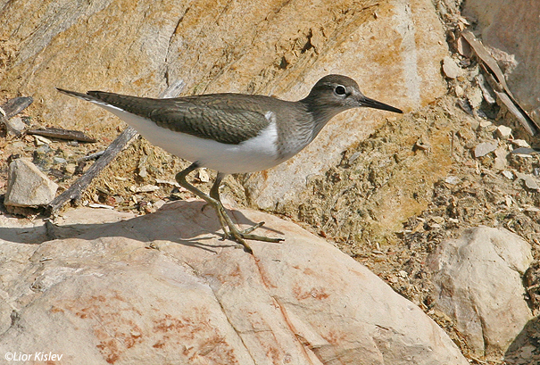 ביצנית לבנת בטן Common Sandpiper Actitis hypoleucos                נהר הירדן,ינואר  2007